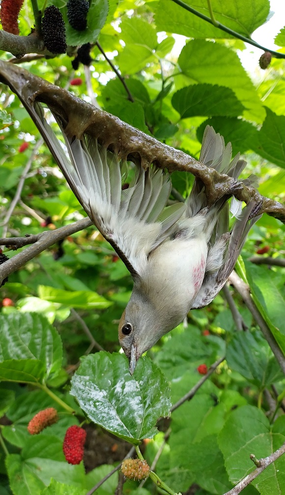 Cyprus spring bird protection camp 2023
D
